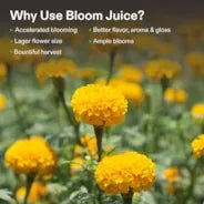 Vivosun Bloom Juice (0-6-4), Flowering Supplement Liquid Fertilizer for Flowering Stage, 8 Ounces - Image 3