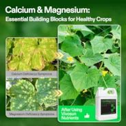 Vivosun Cal+Mag+Iron (2-0-0), Calcium, Magnesium & Iron Supplement, Liquid Nutrient Fertilizer for All Plants, 1 Quart - Image 4