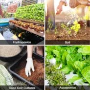 Vivosun NutriBoost (0-0-1), All-Purpose Liquid Fertilizer for All Growing Stages, 8oz - Image 7